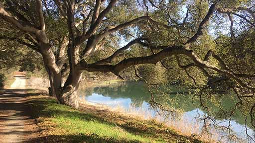 Blog moss landing tree