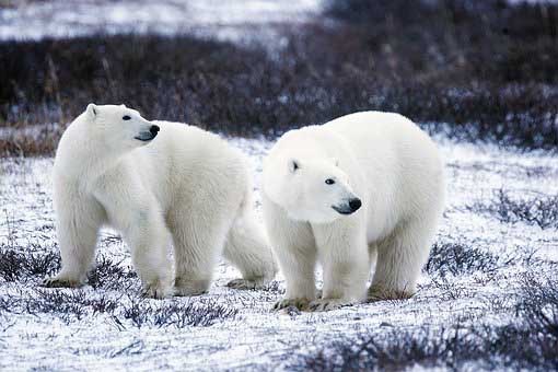 Polar bears