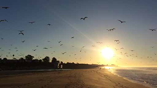 Birds in Sky