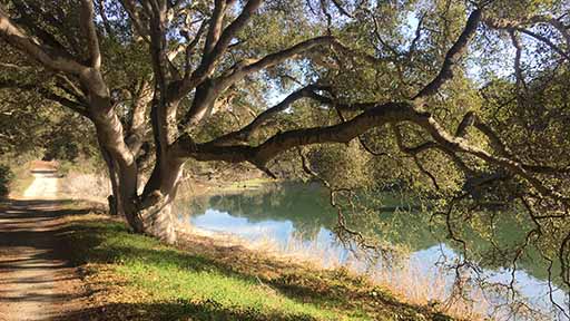 Oak Tree